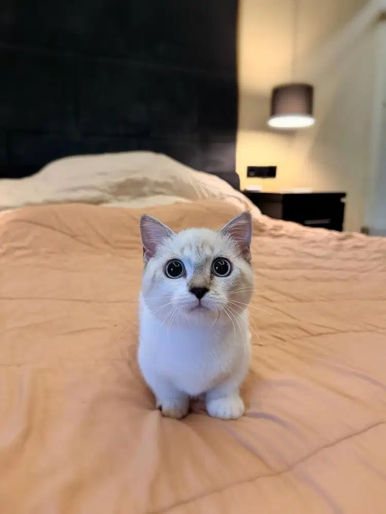 Kucing Munchkin British Shorthair FEMALE BSH SF