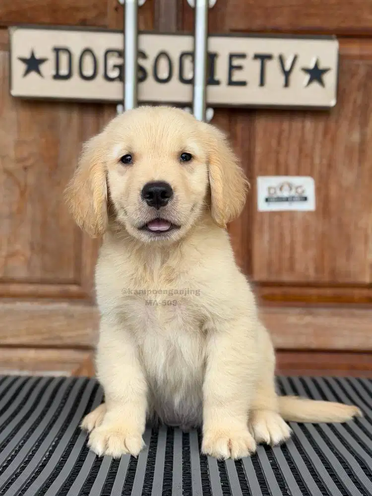 Puppy Golden Retriever, Lincah, Pintar, dan Penurut!