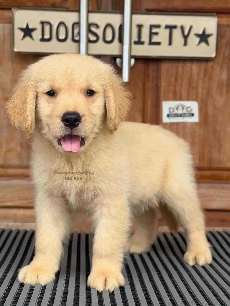 Golden Retriever, Anjing Manis yang Setia dan Ceria!