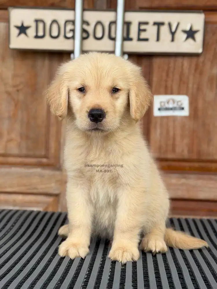 Golden Retriever Puppy, Si Imut Penuh Energi!