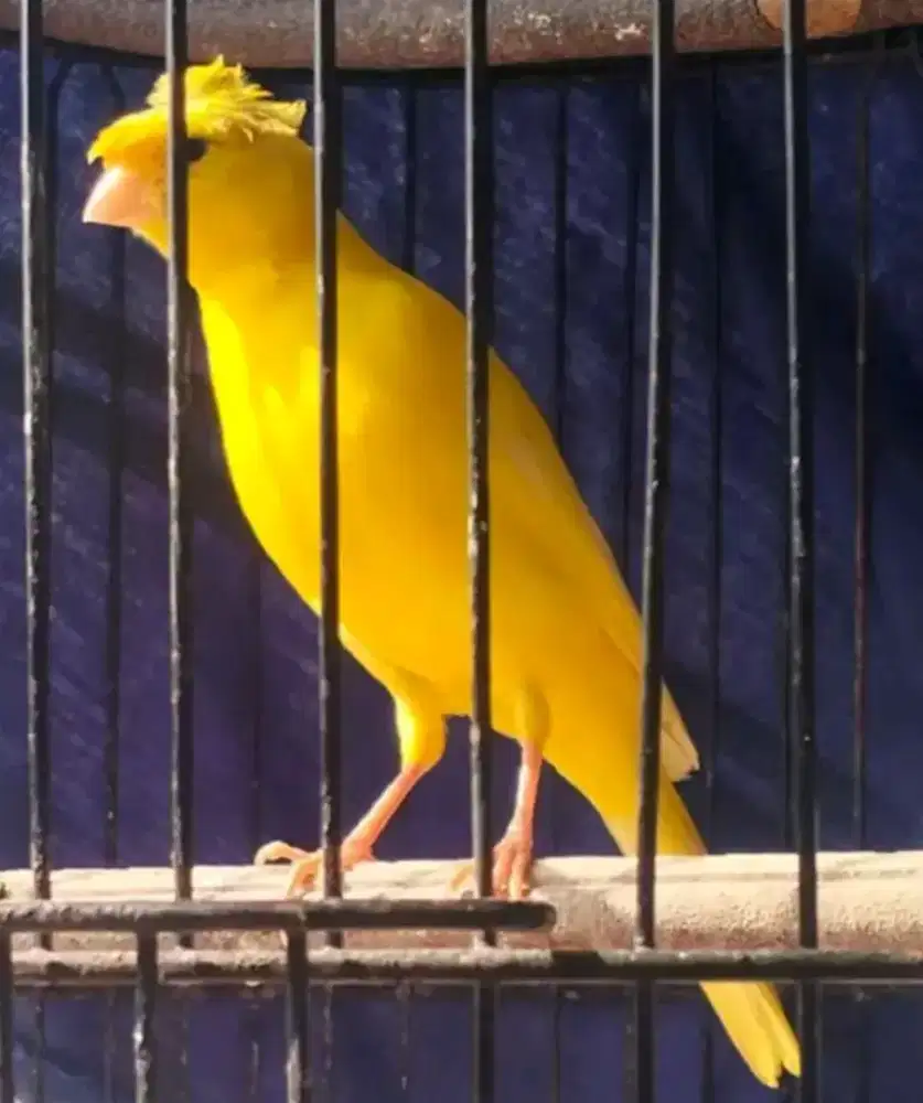 Kenari jambul kuning stabilo polos gacor