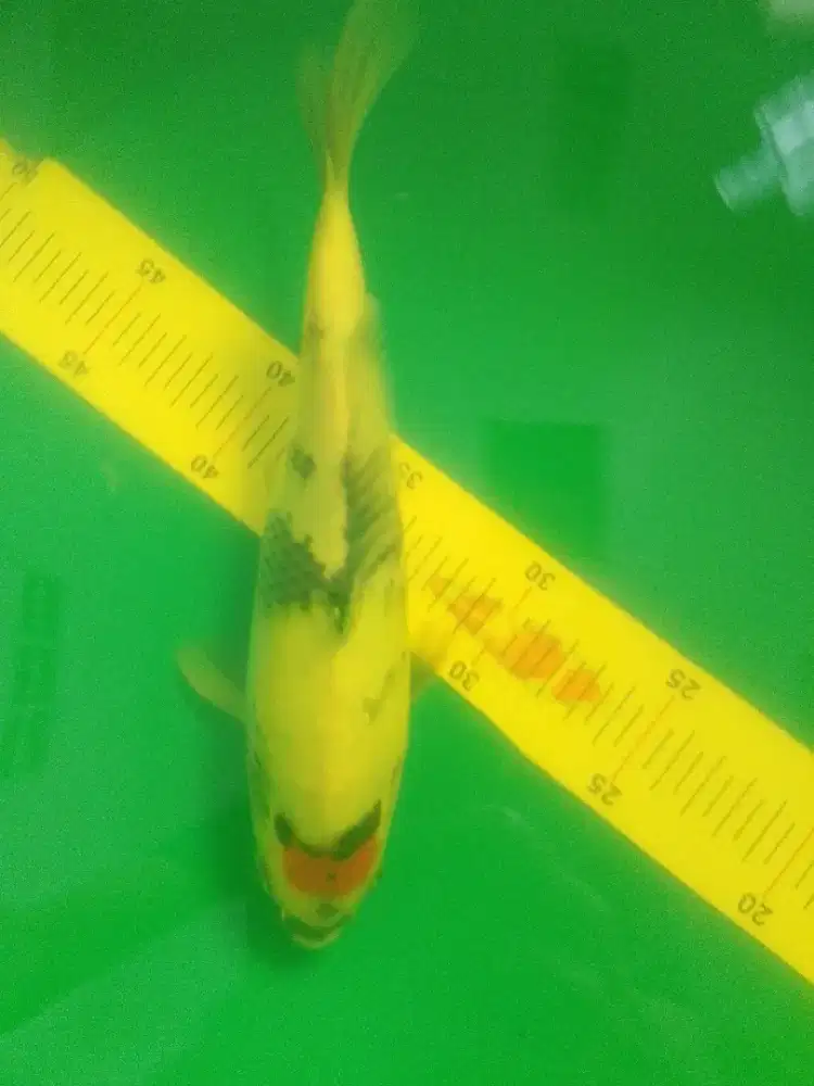 Ikan koi jenis Tancho Showa 32cm warna merah