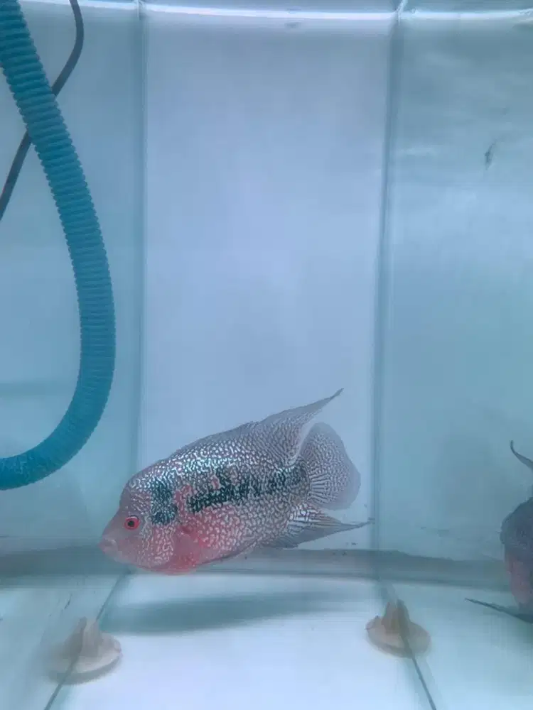 IKAN LOUHAN CENCU MUTIARA SHINING