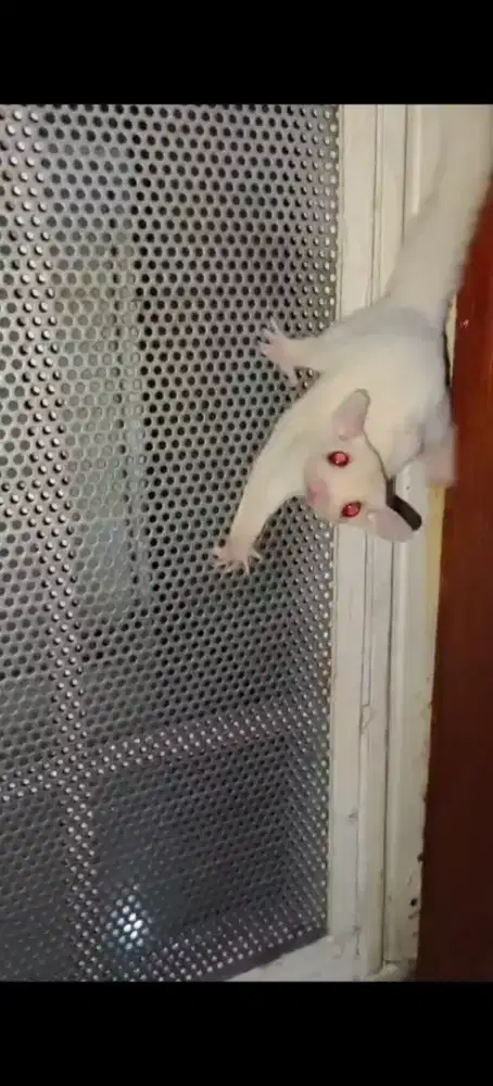 Jual sugar glider Albino betuna