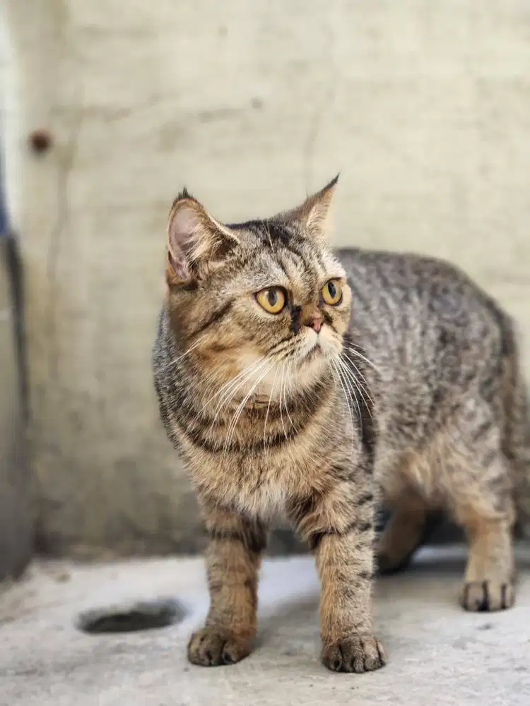 Kucing Exotic shorthair (Flatnose)