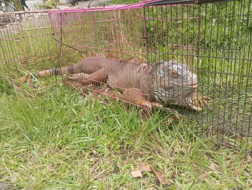 Iguana jumbo  ada d bogor utara