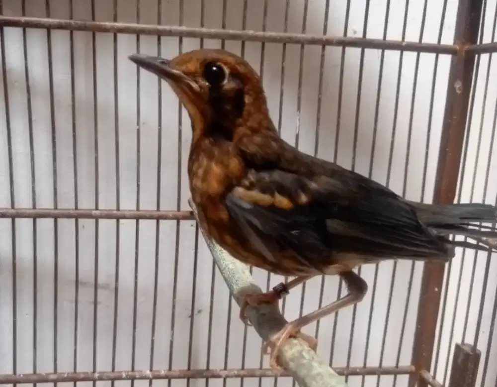 Anis merah jantan trotol ring Avatar