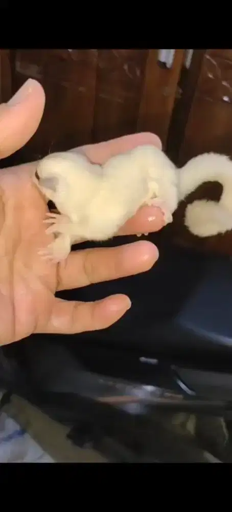 jual sugar glider Cremoz jantan