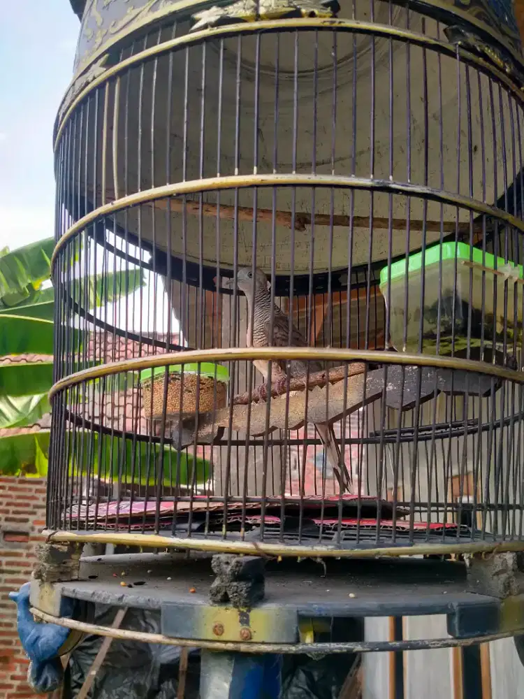 PERKUTUT LOKAL PENUH SUARA