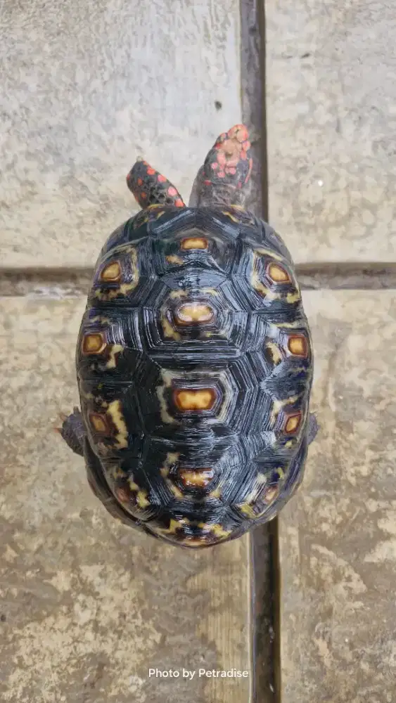 Cherry Head Female 22-23cm Mulus Birahi Siap Kawin