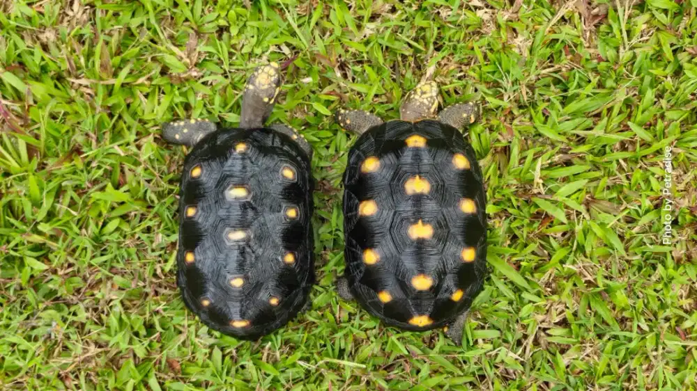 1 Pasang Red Foot Siapan Induk