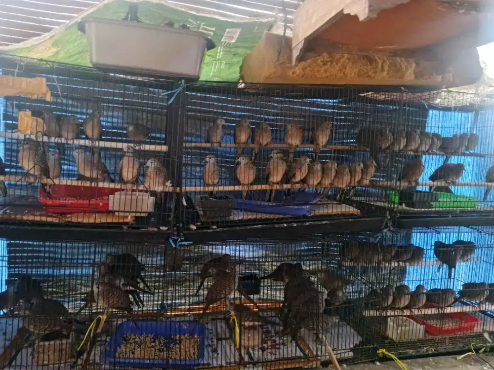 Burung perkutut lokal alam