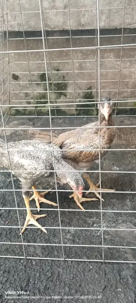 ayam shamo usia 2 bln