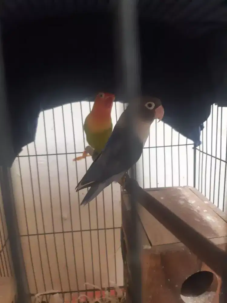 Lakbet dewasa sepasang udah nelor  cari bateran kenari gacir