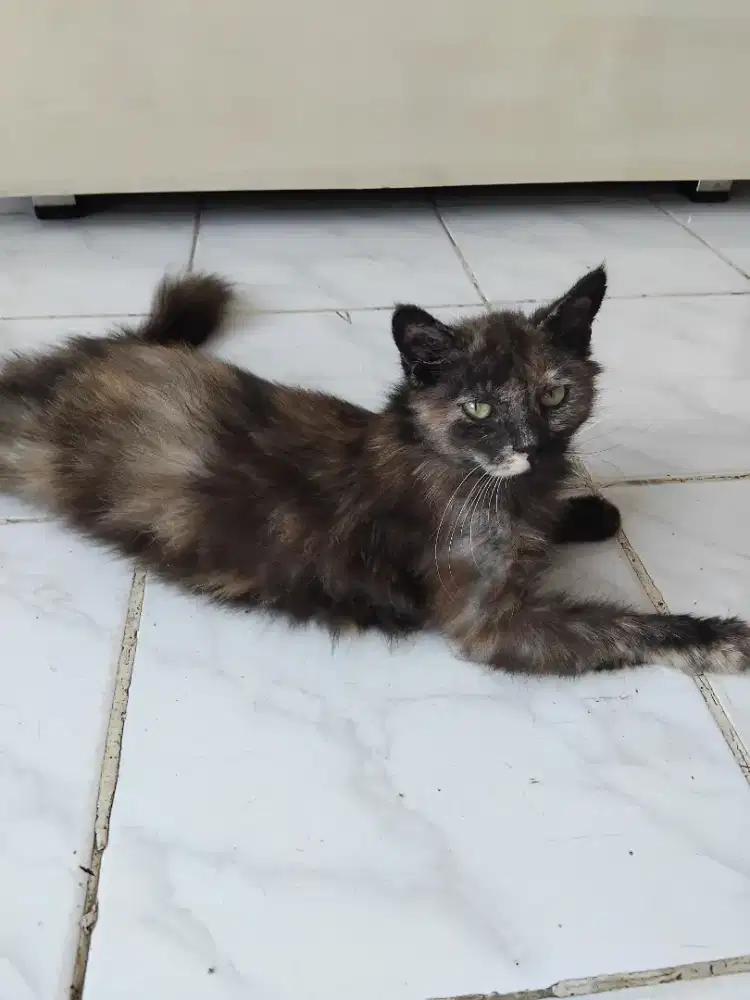 Free adop kucing betina.