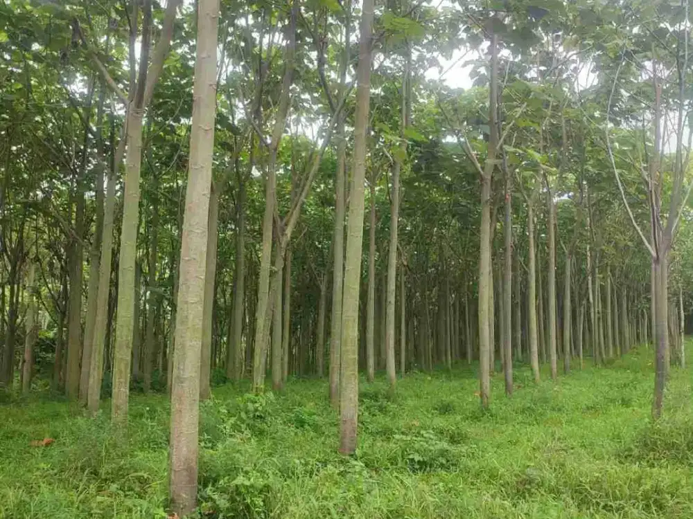 Dijual Kebun BALSA di Bondowoso