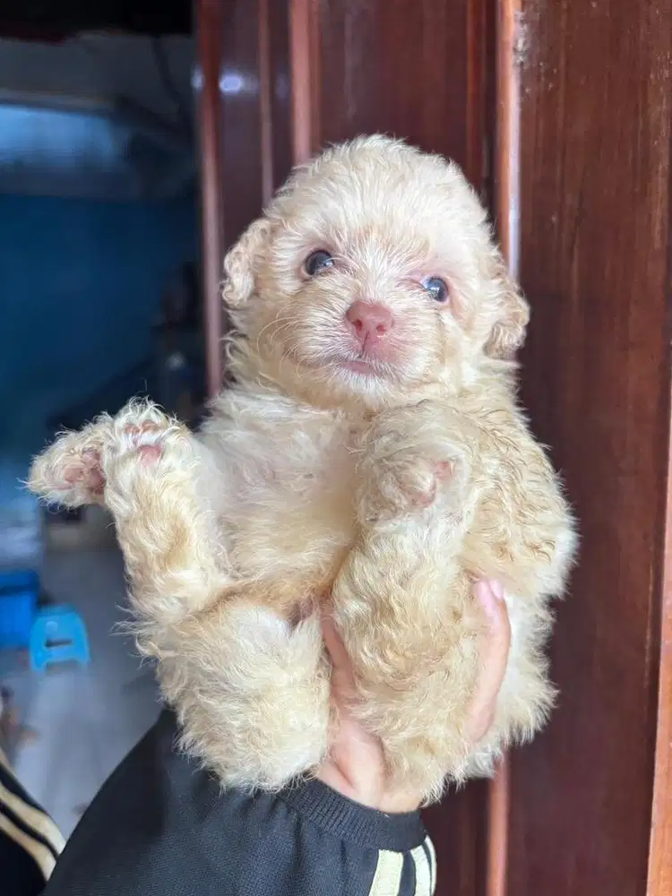 Doggy lucu dan gemas