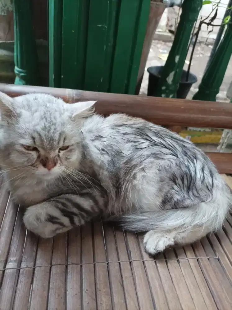 Adopsi kucing warna abu