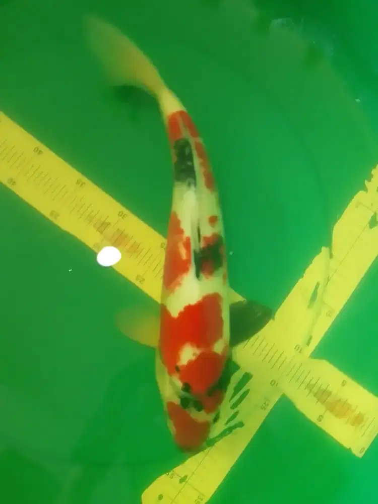 Ikan koi jenis Showa 40cm HQ warna merah