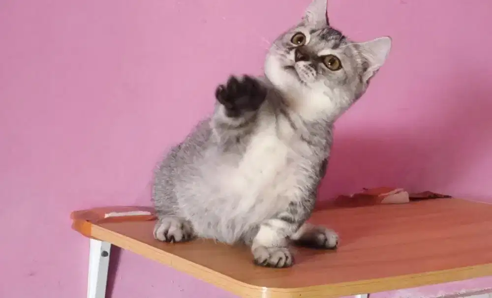 Kucing kitten munchkin bsh silver jantan