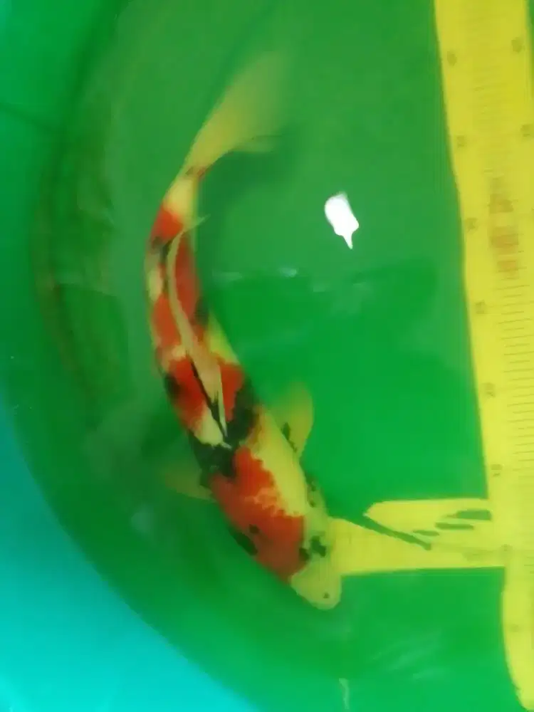 Ikan koi jenis Showa 39cm HQ