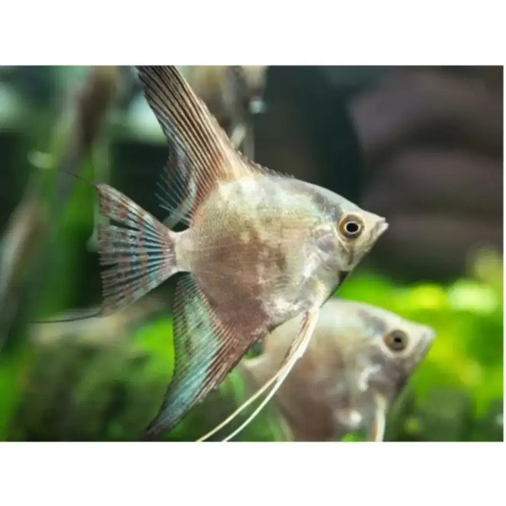 Manfish Smokey | Manfish