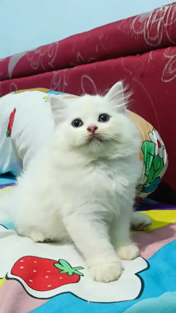 Kitten Persia Jantan 2 bulan