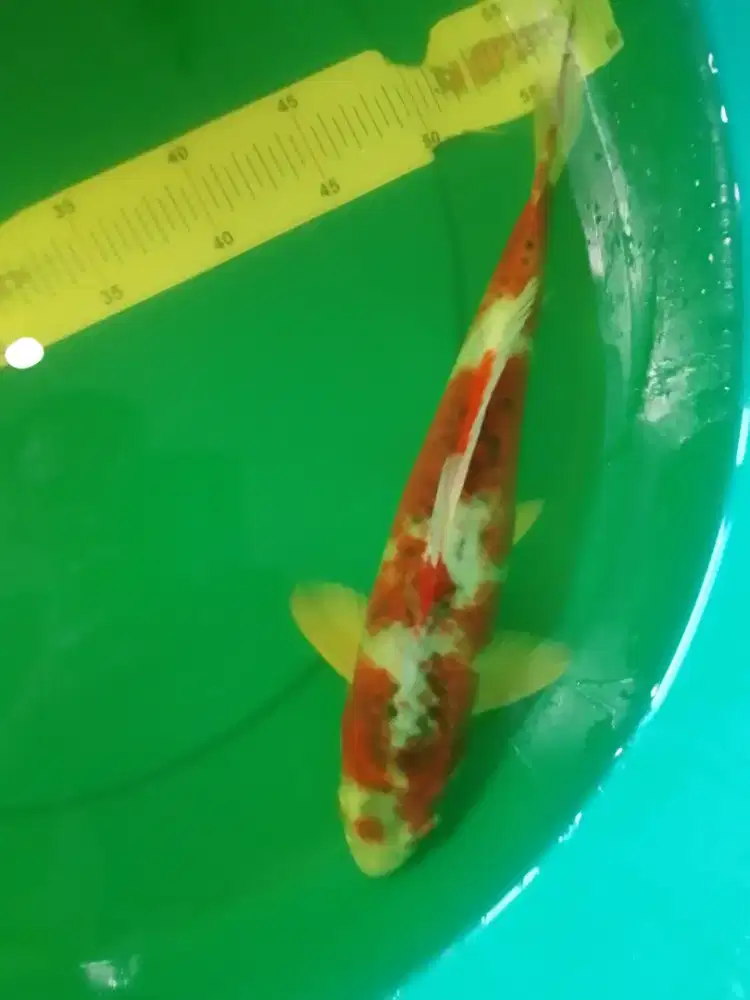Ikan koi Goshiki 40cm pola bagus