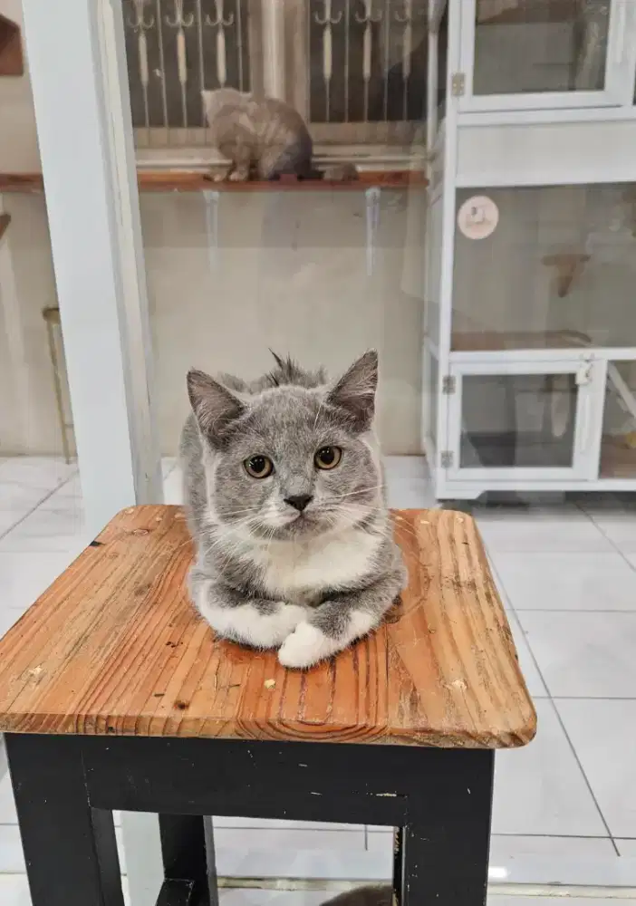 BSH British Shorthair Bicolour Kitten