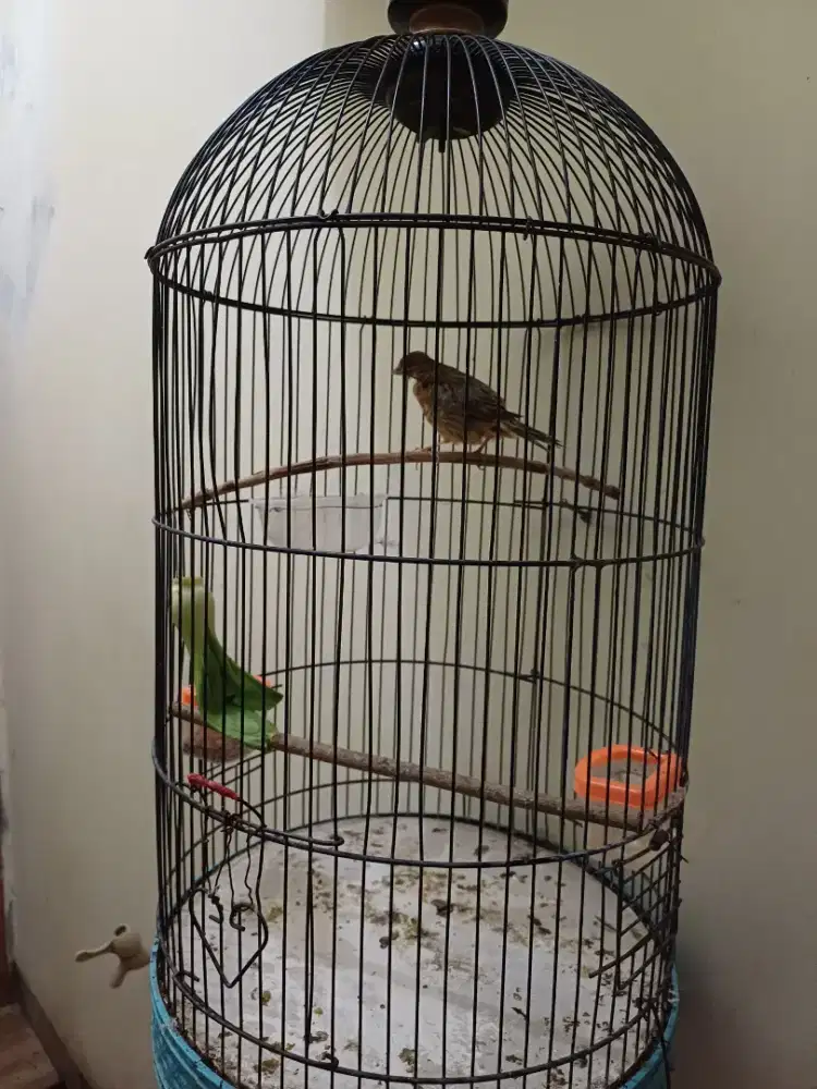 Burung kenari Betina