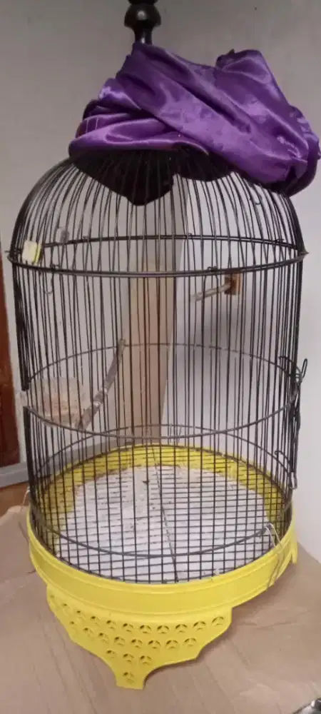Kandang lovebird sedang