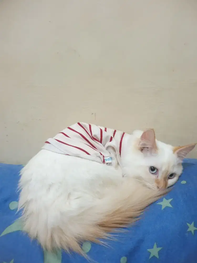 kucing persia jantan 5 bulan dan 2 bulan