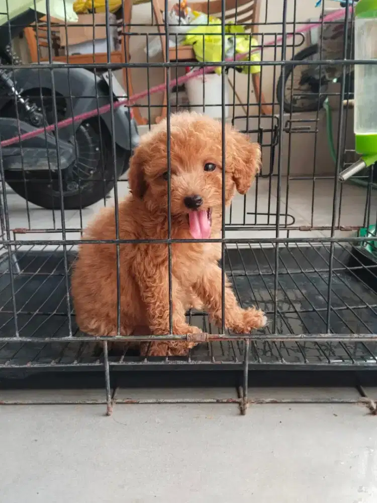Anakan Puppy pure poodle,Betina