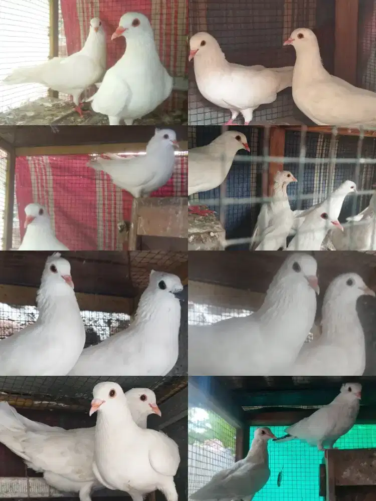Jual Burung Merpati Putih 100rb aja Buat Acara Pernikahan/Pelepasan.