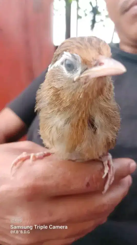 Anakan wambi jantan mulus jinak mandiri