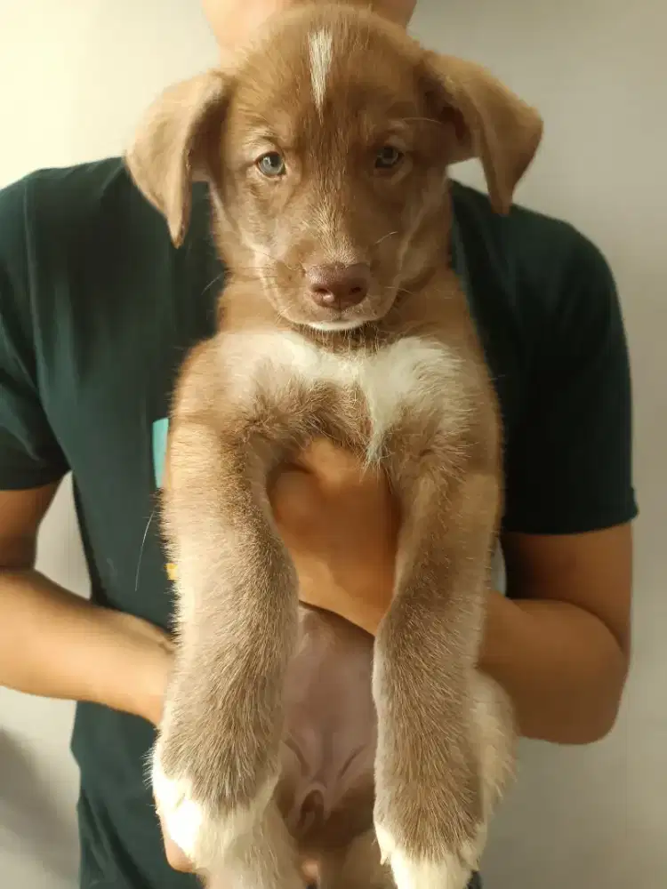 Anjing Husky mix Golden Anakan 2 Bulan