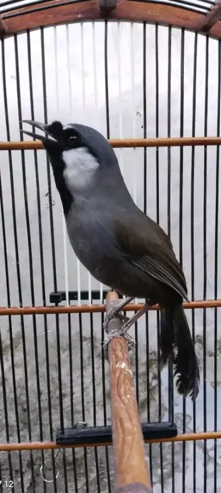 Poksay hongkong jantan mulus harian gacor