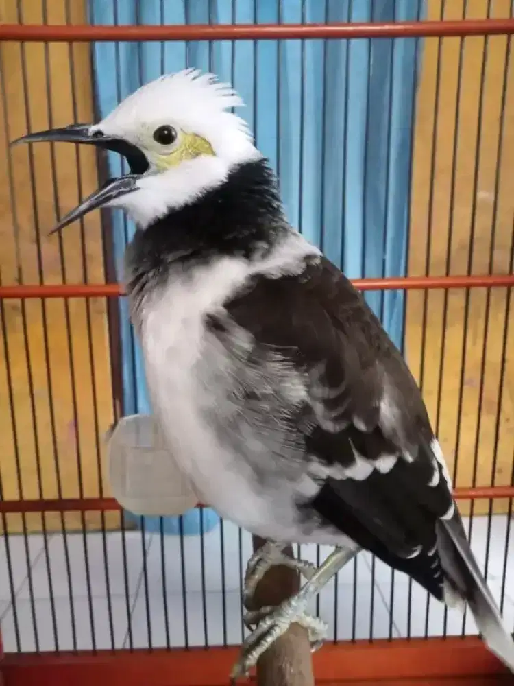 Jalak hongkong mulus gacor