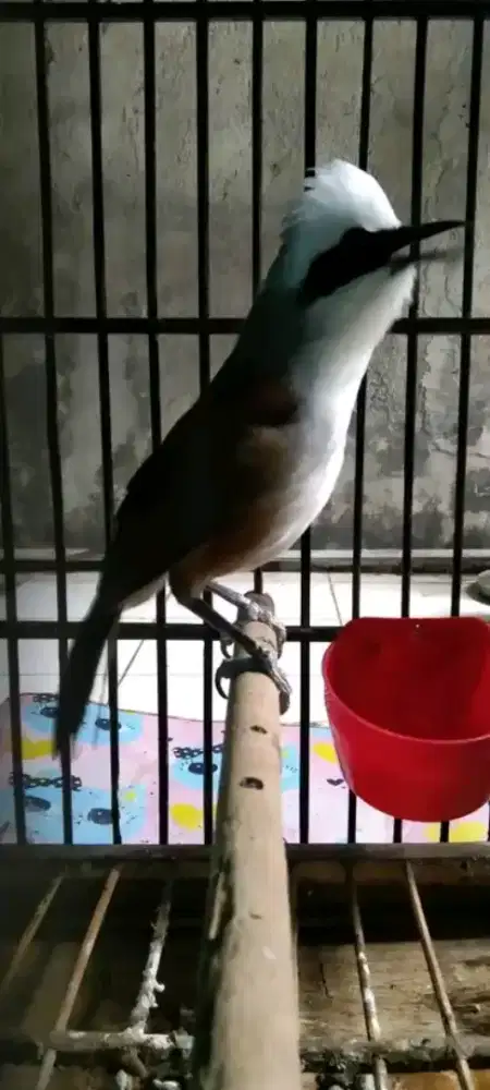 Poksayjambul thailand mulus