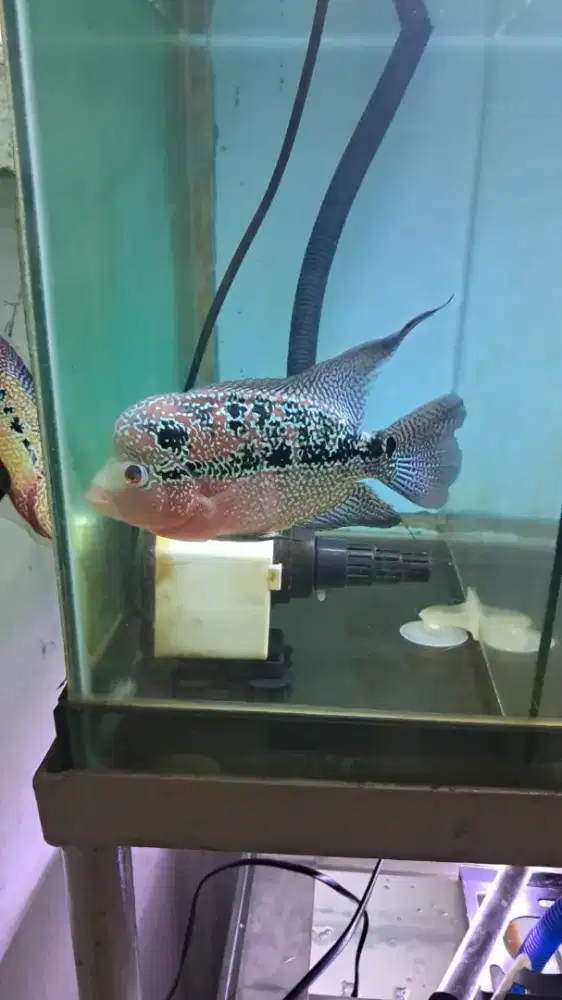 Jual murah louhan cencu jenong merah ekor lebar