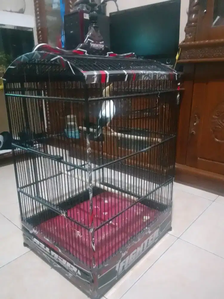 Jalak JP berisik banget