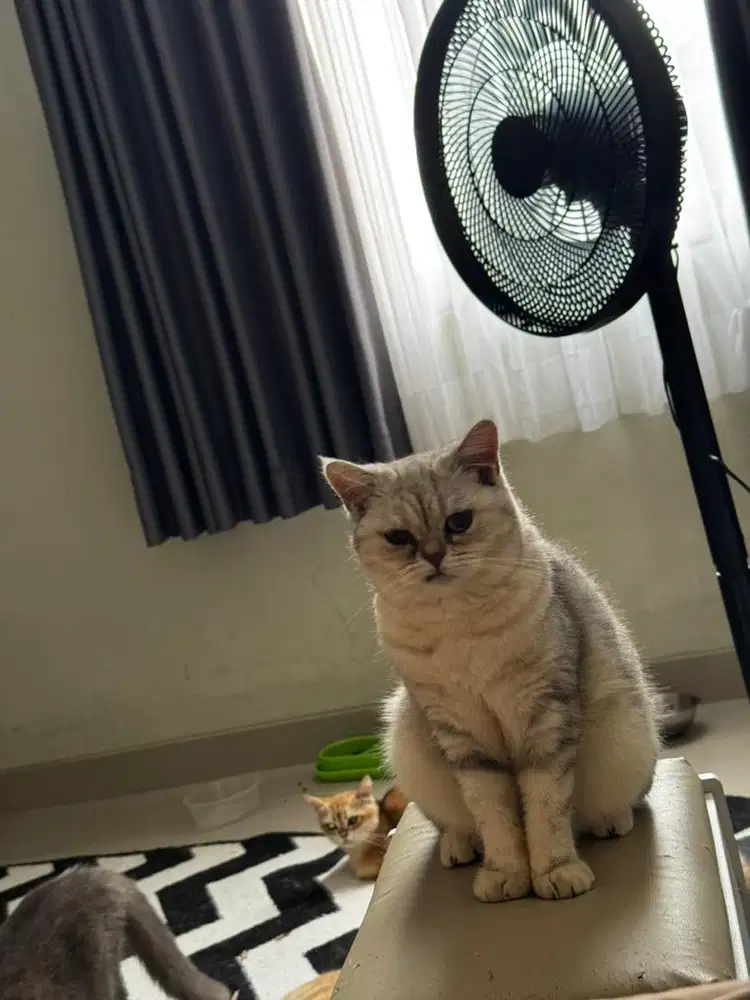 Kucing bsh betina silver