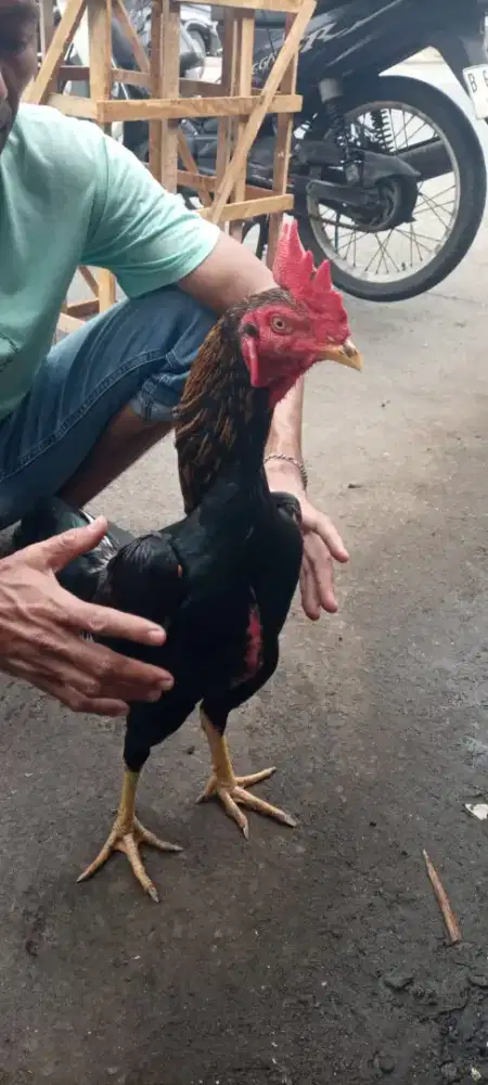 AYAM BANGKOK WILAH LEMBE