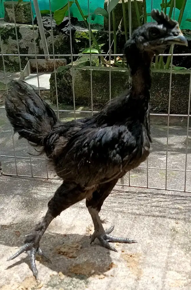Ayam jago jantan cemani hitam