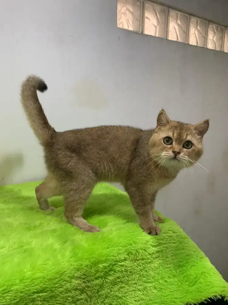 British shorthair Male