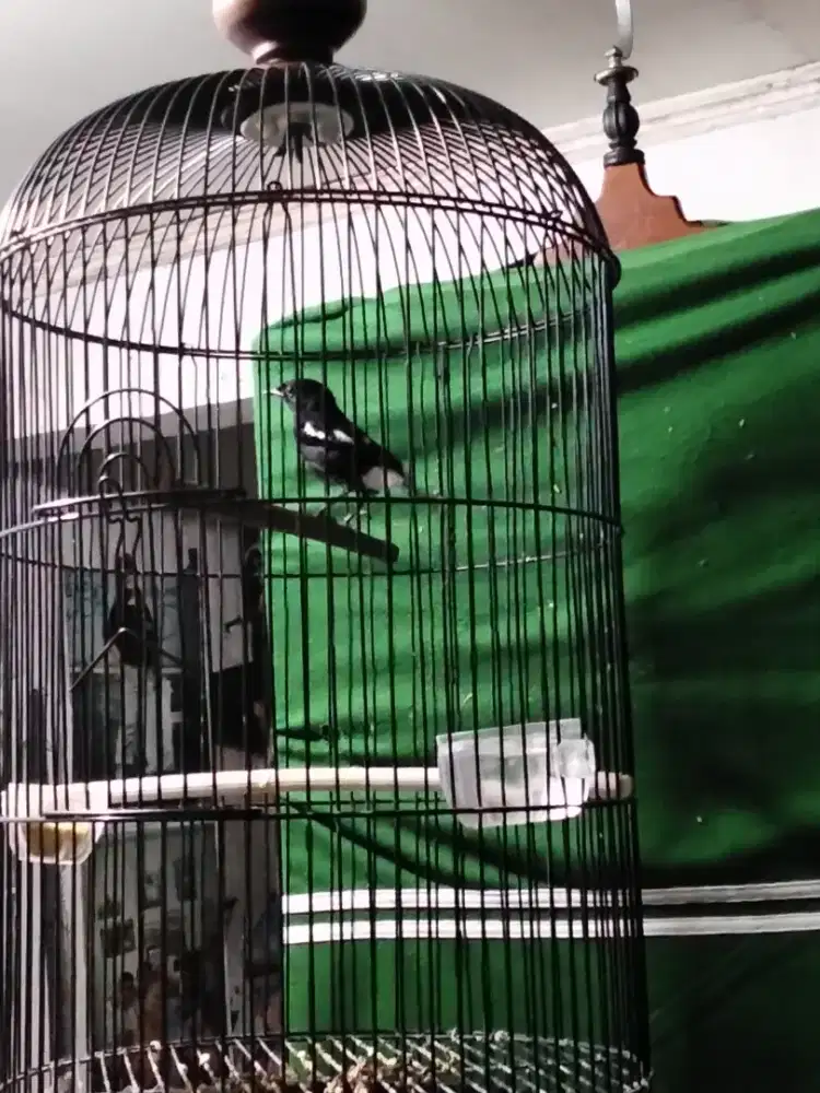 Burung decu/kacer mini