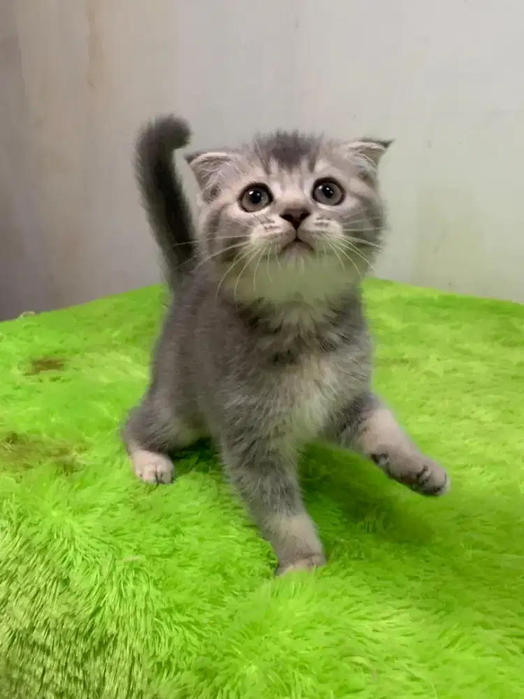Scottish Fold Kitten