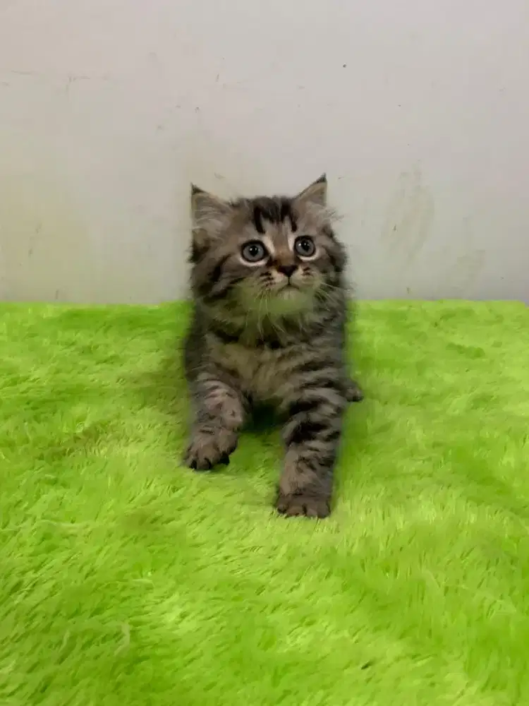Scottish Fold Black Tabby