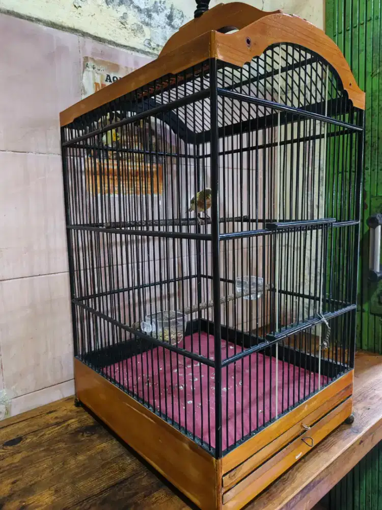 Pengen barter.. Dgn kandang no 3