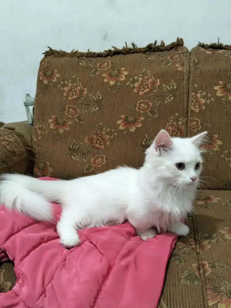 kucing munchkin